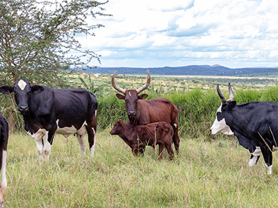 Cattle Farming