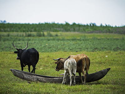 Cattle Farming